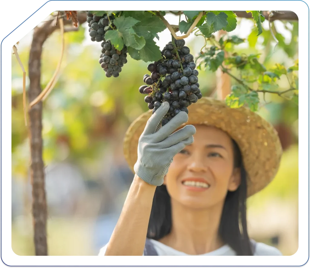 Accountants for Vineyards and Wineries in the UK